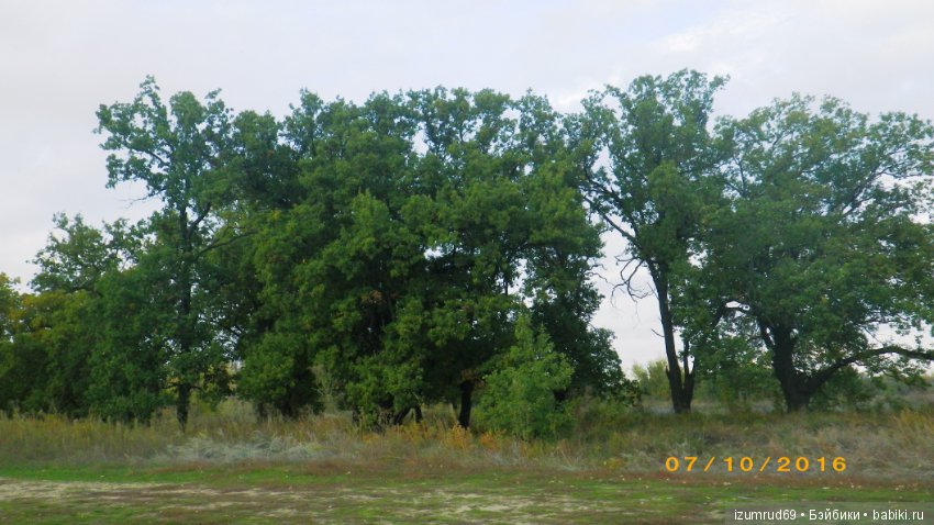 Родная природа. Волго-Ахтубинская пойма. Часть 4