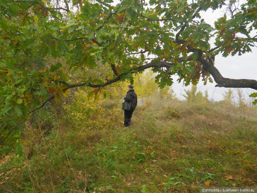 Родная природа. Волго-Ахтубинская пойма. Часть 4