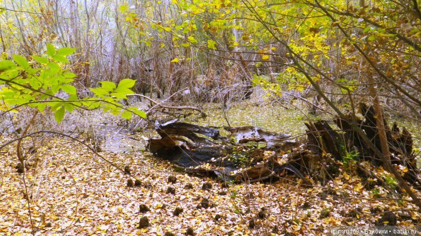 Родная природа. Волго-Ахтубинская пойма. Часть 4