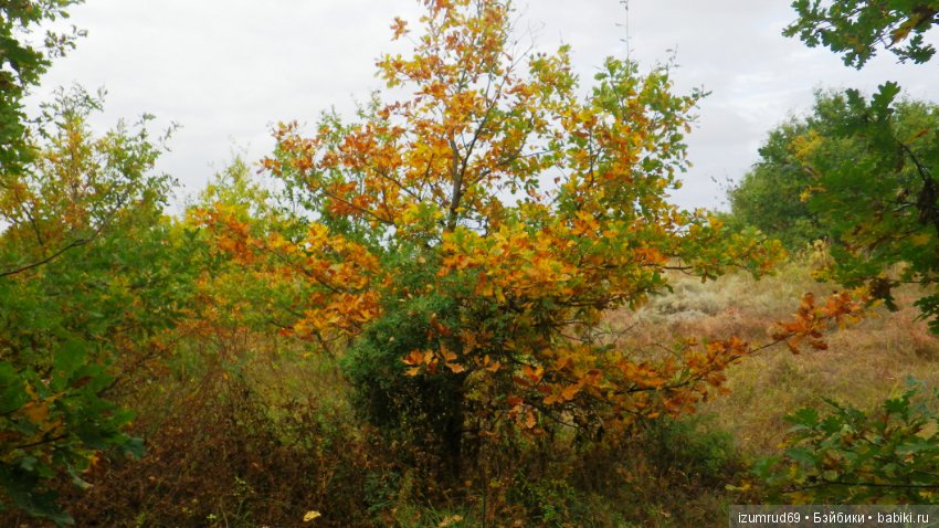 Родная природа. Волго-Ахтубинская пойма. Часть 4