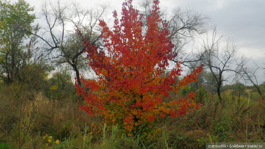 Родная природа. Волго-Ахтубинская пойма. Часть 4