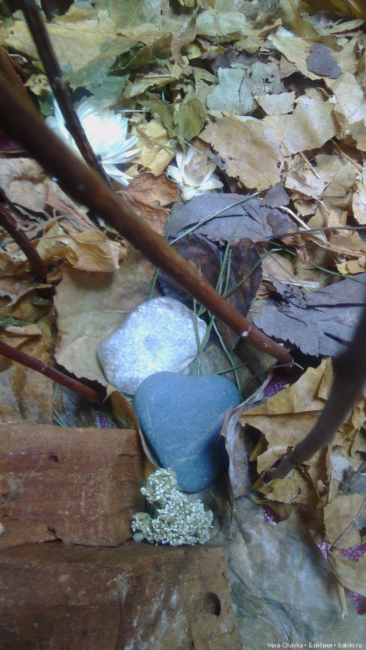 Лесная коллекция. "День" — Фэшн