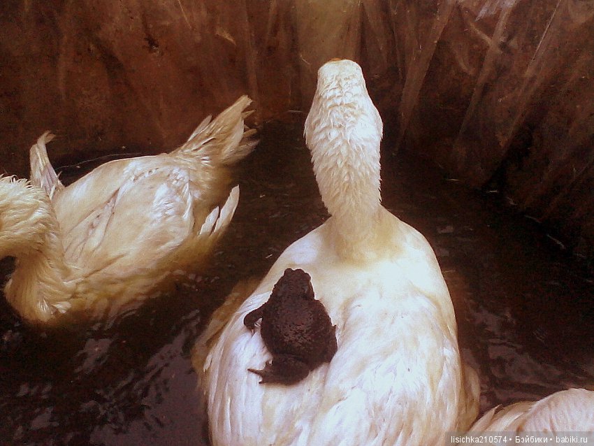 "Дневники Пифагора" история влюбленного лягушонка. Федорова Надежда