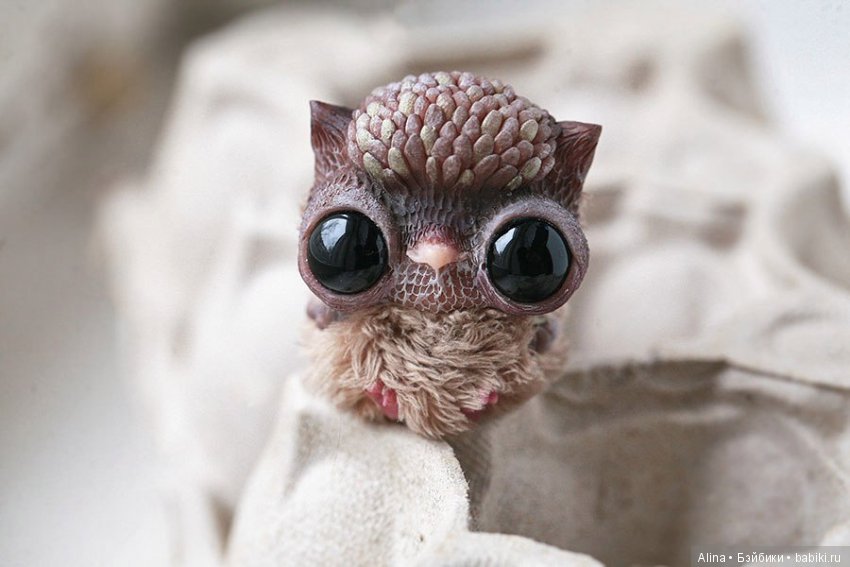 Авторские работы Oso Pollar