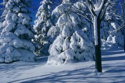 У природы нет плохой погоды -каждая погода благодать (фото 2)