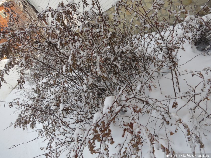 Зима....рябина...ягоды на снегу (фото 5)