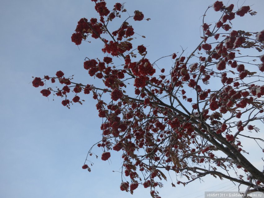 Зима....рябина...ягоды на снегу (фото 8)