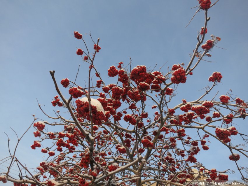 Зима....рябина...ягоды на снегу (фото 2)