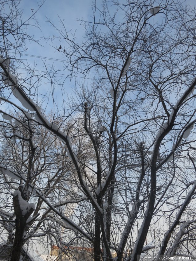 Зима....рябина...ягоды на снегу (фото 6)