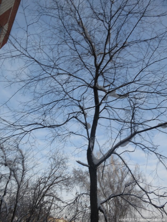 Зима....рябина...ягоды на снегу (фото 7)