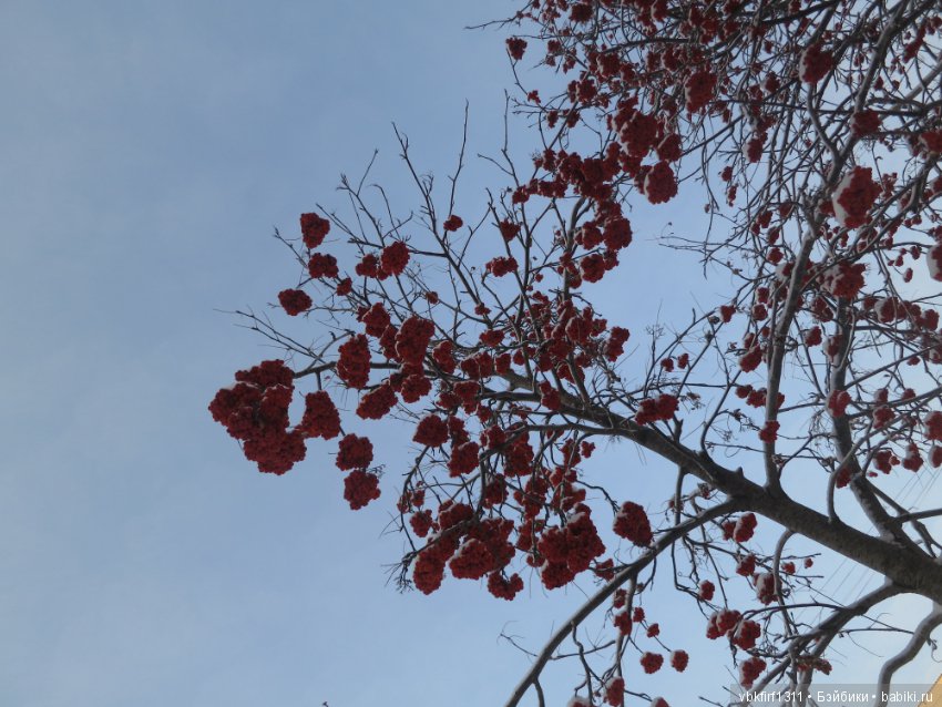 Зима....рябина...ягоды на снегу (фото 4)