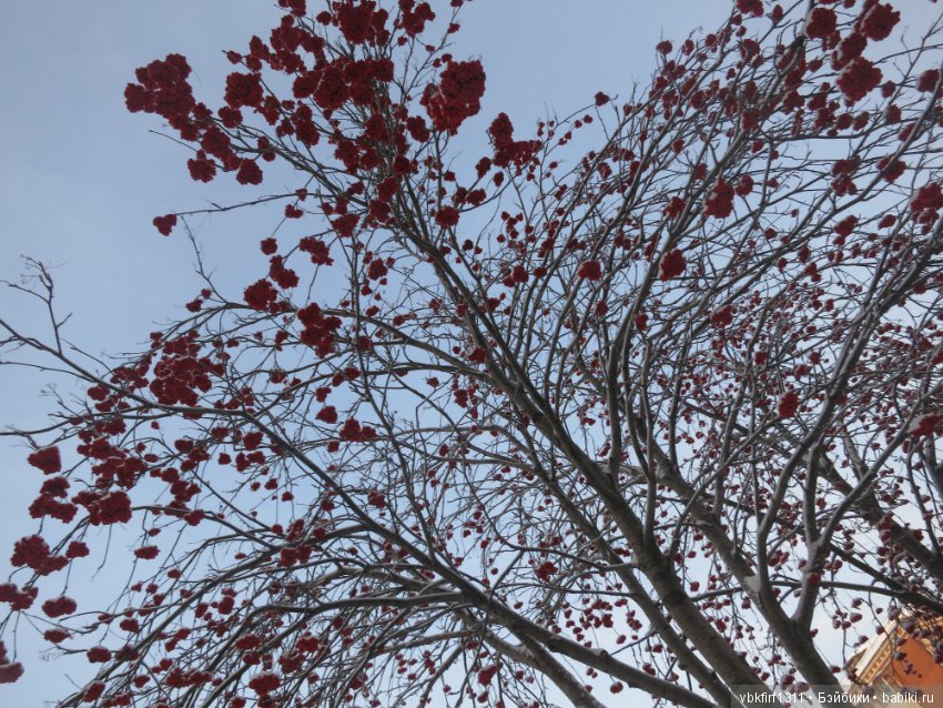 Зима....рябина...ягоды на снегу (фото 3)