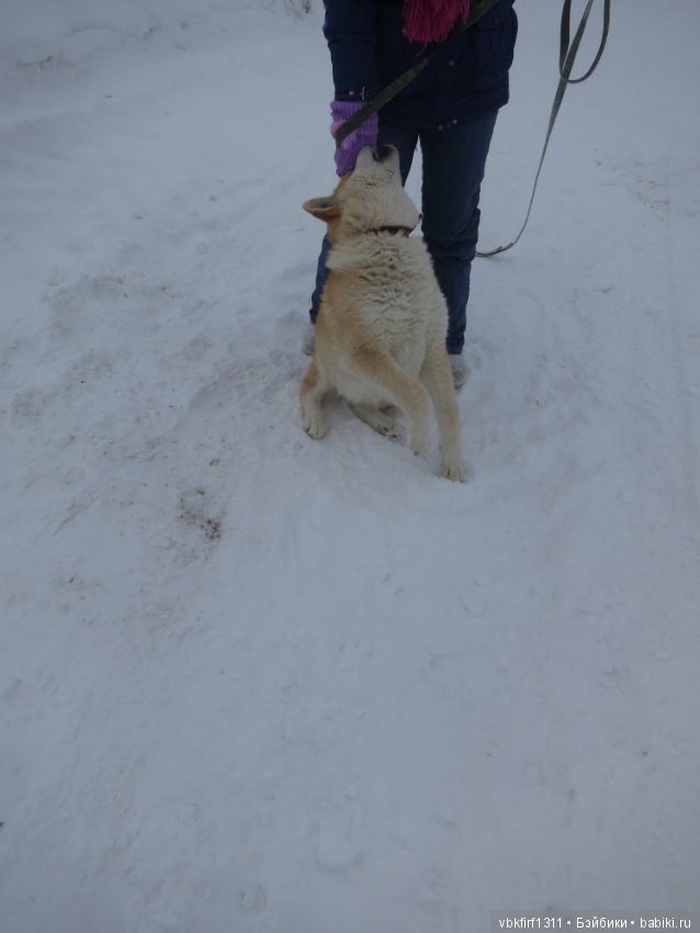 Зимняя прогулка — Болталка и разговоры обо всем: жизнь