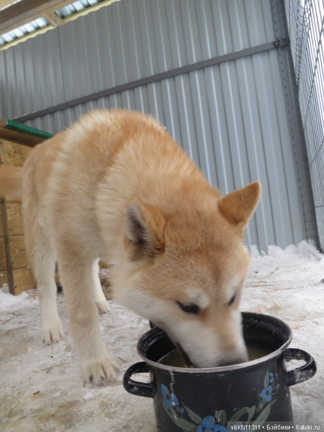 Зимняя прогулка — Болталка и разговоры обо всем: жизнь