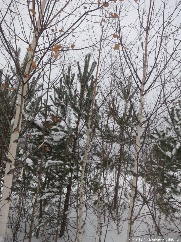 Зимняя прогулка — Болталка и разговоры обо всем: жизнь (фото 3)