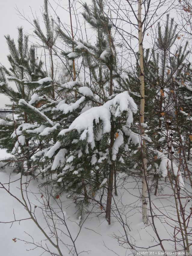Зимняя прогулка — Болталка и разговоры обо всем: жизнь (фото 2)