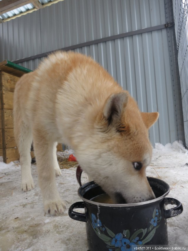 Зимняя прогулка — Болталка и разговоры обо всем: жизнь