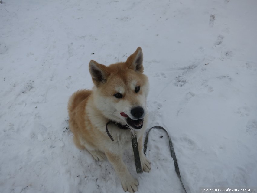 Зимняя прогулка — Болталка и разговоры обо всем: жизнь