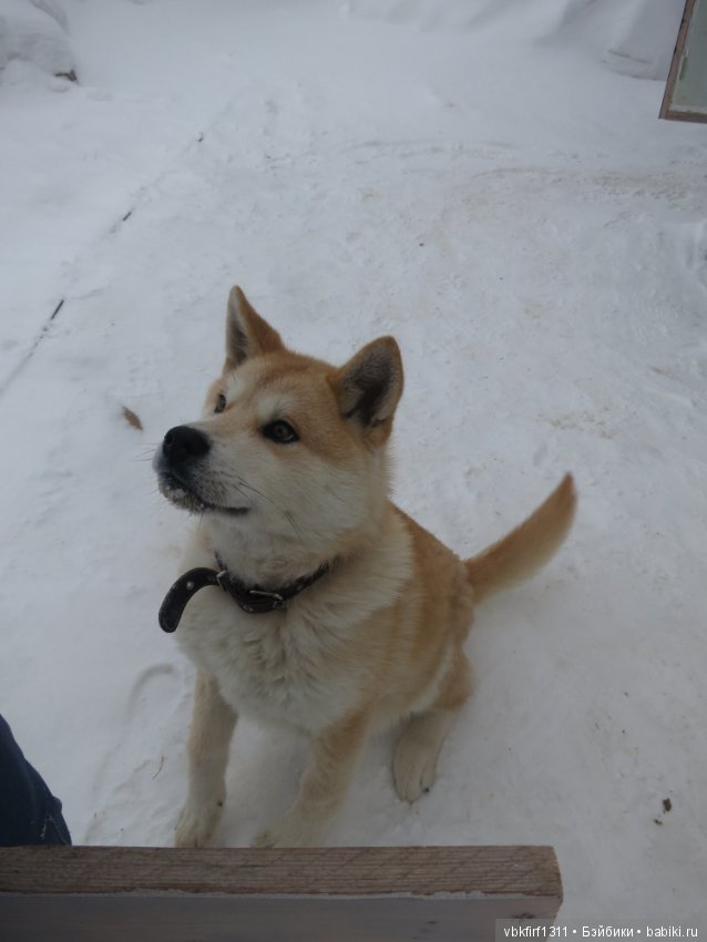 Зимняя прогулка — Болталка и разговоры обо всем: жизнь