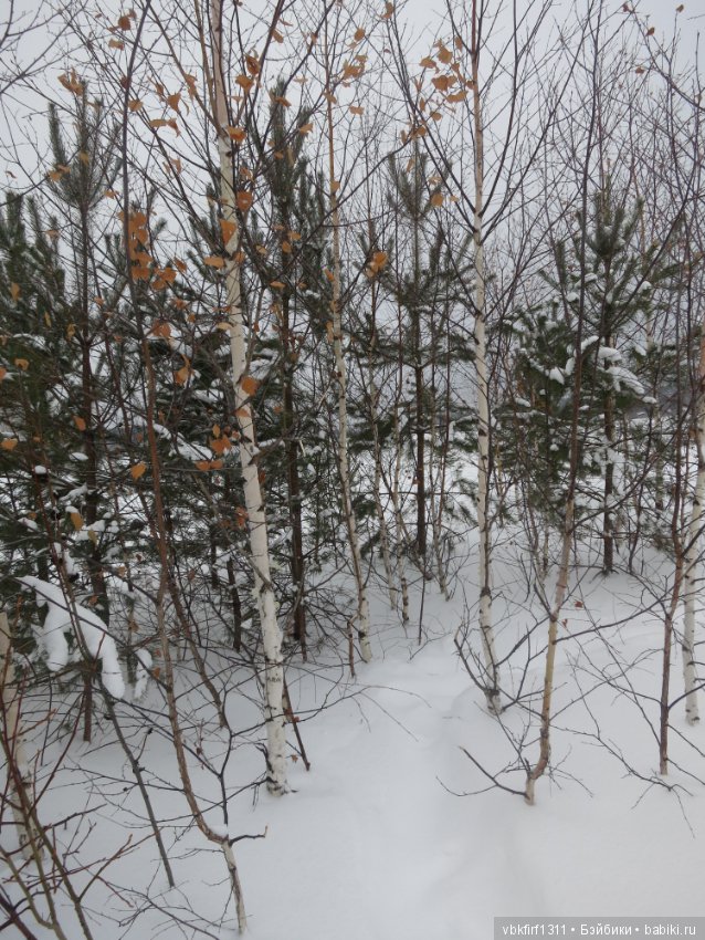 Зимняя прогулка — Болталка и разговоры обо всем: жизнь