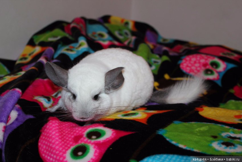 Мои шиншиллы — Болталка и разговоры обо всем: жизнь