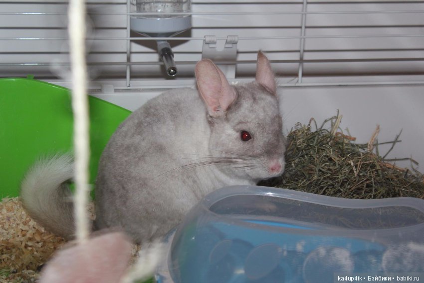 Мои шиншиллы — Болталка и разговоры обо всем: жизнь