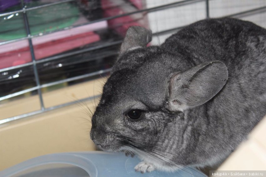 Мои шиншиллы — Болталка и разговоры обо всем: жизнь