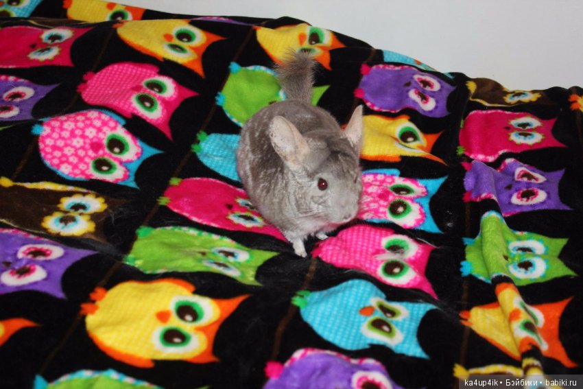 Мои шиншиллы — Болталка и разговоры обо всем: жизнь