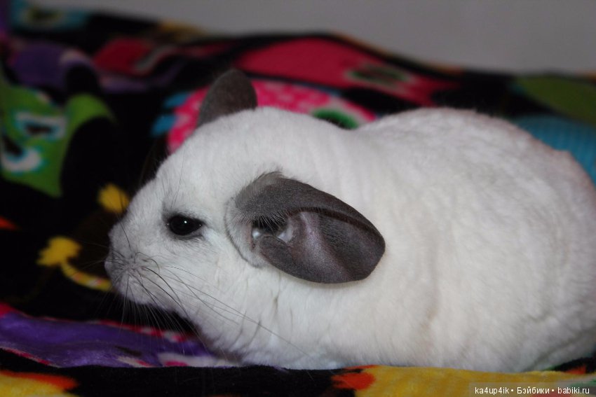 Мои шиншиллы — Болталка и разговоры обо всем: жизнь