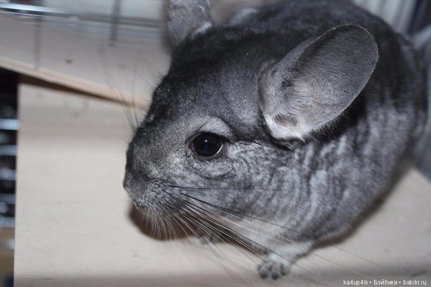 Мои шиншиллы — Болталка и разговоры обо всем: жизнь