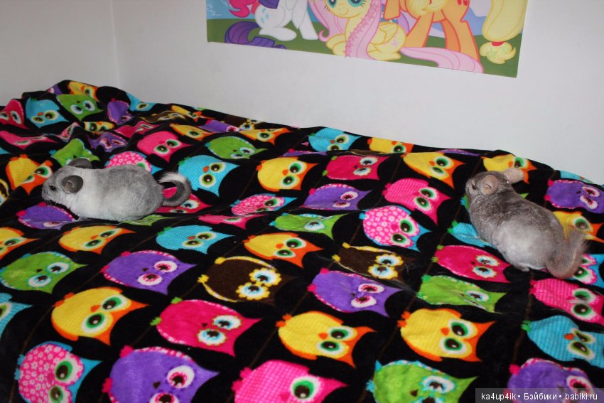 Мои шиншиллы — Болталка и разговоры обо всем: жизнь
