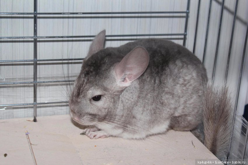 Мои шиншиллы — Болталка и разговоры обо всем: жизнь