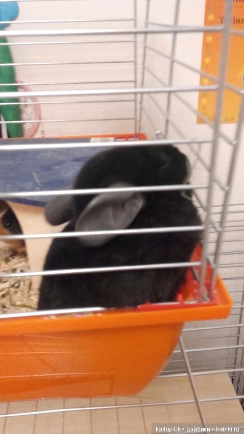 Мои шиншиллы — Болталка и разговоры обо всем: жизнь