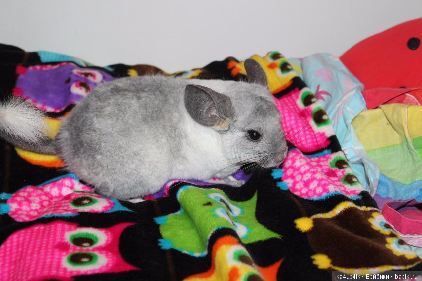 Мои шиншиллы — Болталка и разговоры обо всем: жизнь (фото 7)
