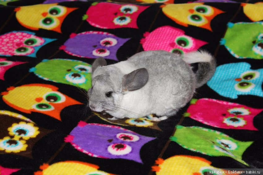 Мои шиншиллы — Болталка и разговоры обо всем: жизнь (фото 6)