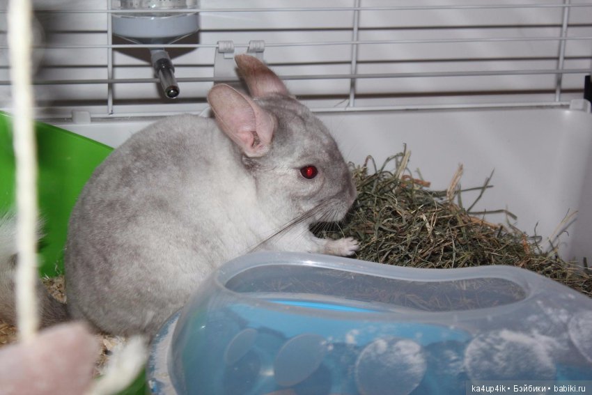 Мои шиншиллы — Болталка и разговоры обо всем: жизнь