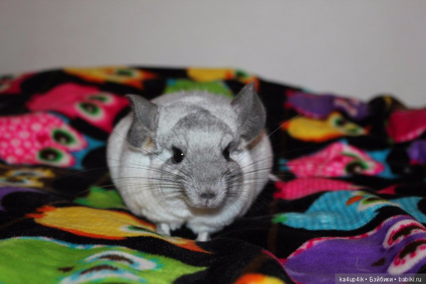 Мои шиншиллы — Болталка и разговоры обо всем: жизнь (фото 10)