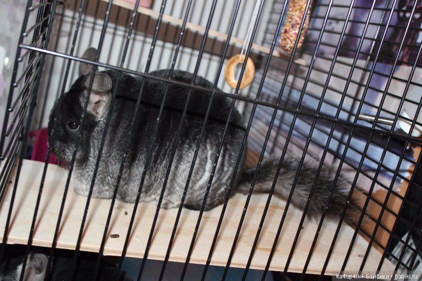 Мои шиншиллы — Болталка и разговоры обо всем: жизнь (фото 4)