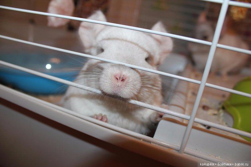 Мои шиншиллы — Болталка и разговоры обо всем: жизнь