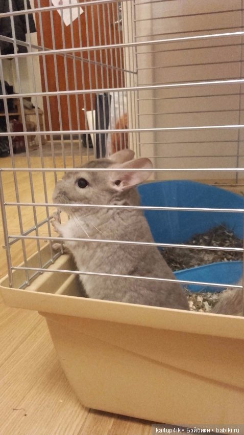 Мои шиншиллы — Болталка и разговоры обо всем: жизнь