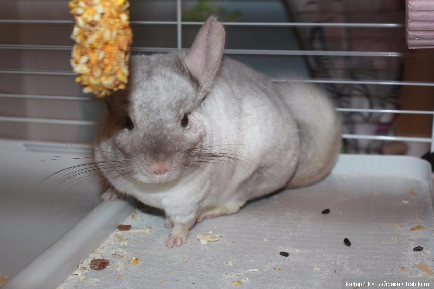 Мои шиншиллы — Болталка и разговоры обо всем: жизнь