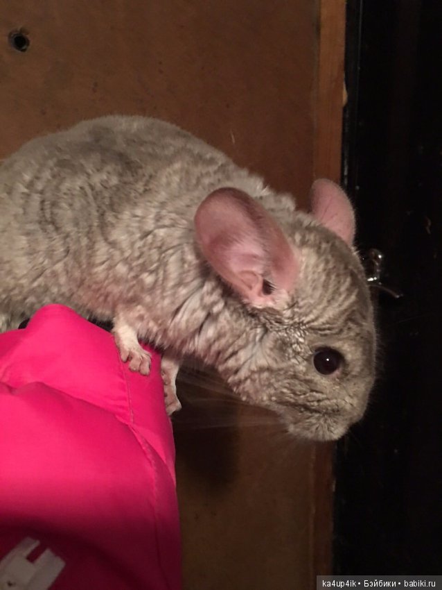Мои шиншиллы — Болталка и разговоры обо всем: жизнь
