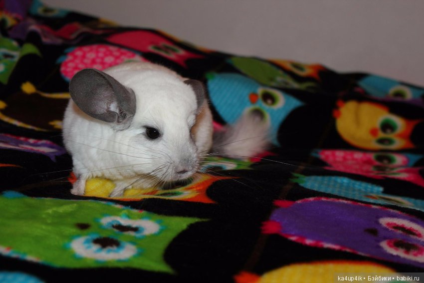 Мои шиншиллы — Болталка и разговоры обо всем: жизнь