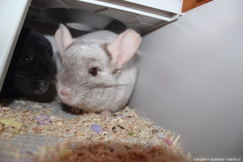 Мои шиншиллы — Болталка и разговоры обо всем: жизнь