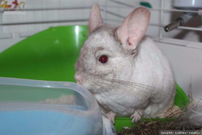 Мои шиншиллы — Болталка и разговоры обо всем: жизнь