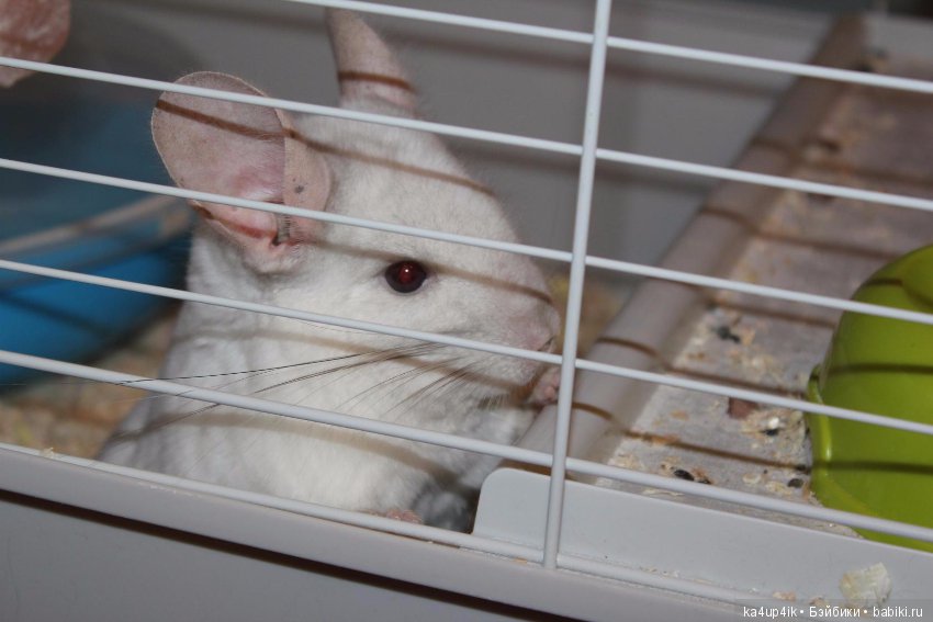 Мои шиншиллы — Болталка и разговоры обо всем: жизнь