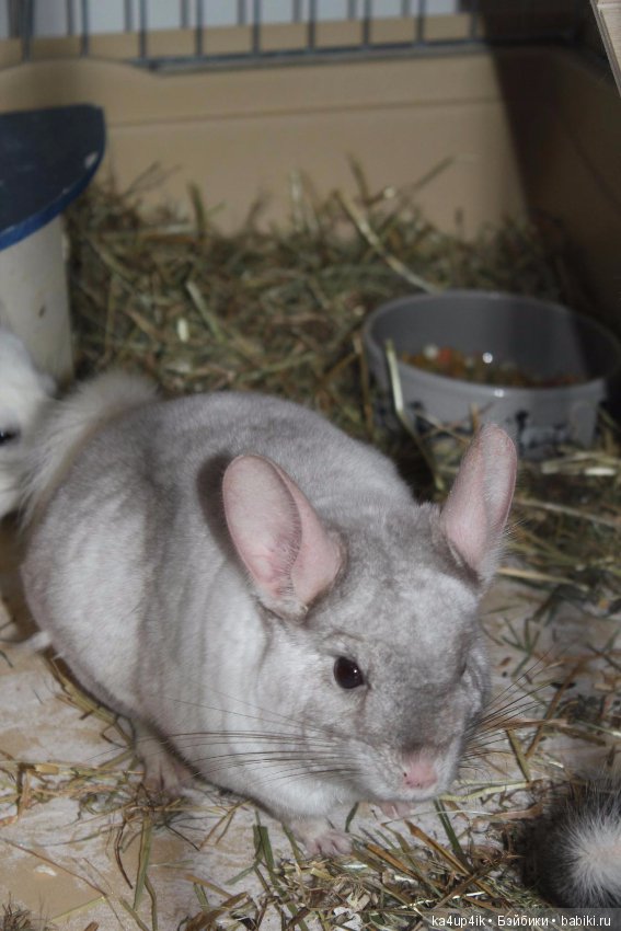 Мои шиншиллы — Болталка и разговоры обо всем: жизнь (фото 3)