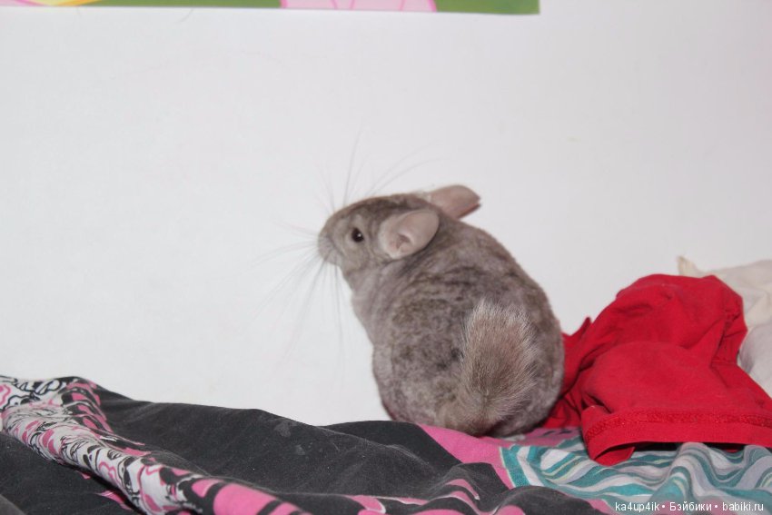 Мои шиншиллы — Болталка и разговоры обо всем: жизнь