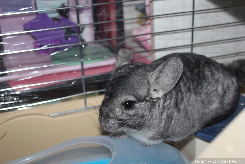 Мои шиншиллы — Болталка и разговоры обо всем: жизнь