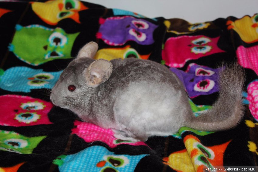 Мои шиншиллы — Болталка и разговоры обо всем: жизнь